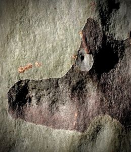 Dog-long nose.jpg