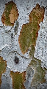 IMG_1600.jpg