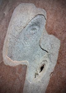 IMG_2835.jpg