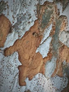 IMG_3645-cropped.jpg