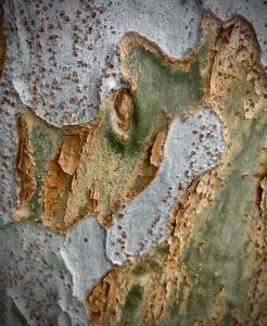 IMG_6434.jpg